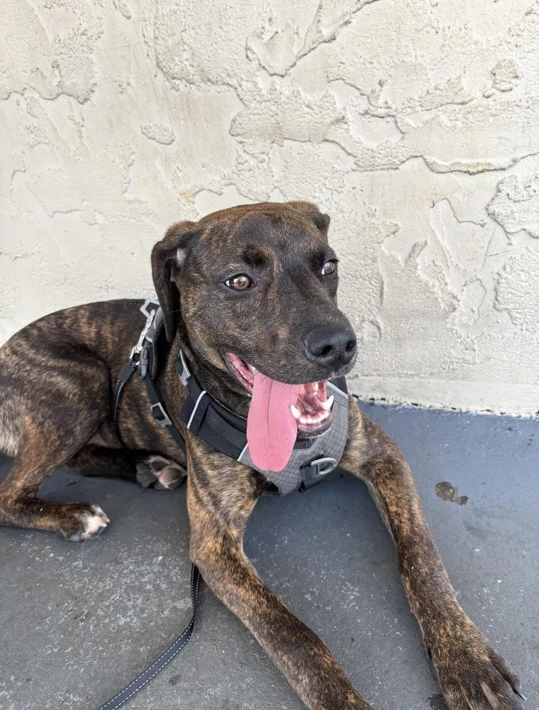 A young large-sized female Hound dog named Hazel for adoption in Willingboro, NJ
