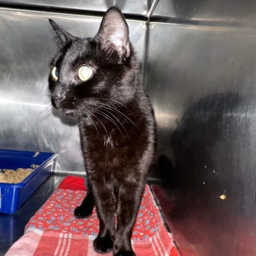 A young medium-sized female Black Domestic Short Hair cat named Tefnut for adoption in Tipp City, OH