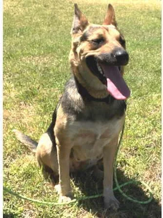 A young medium-sized female German Shepherd Dog dog named Bearbear for adoption in Pleasant Grove, CA