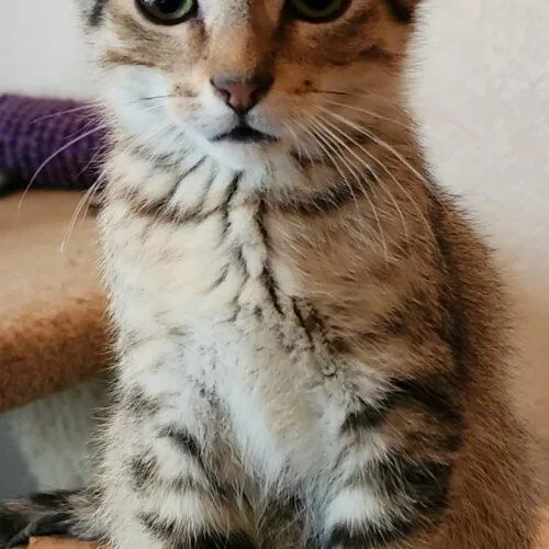 A baby small-sized male Tabby (Gray / Blue / Silver) Tabby cat named Anthony for adoption in Gilbert, AZ