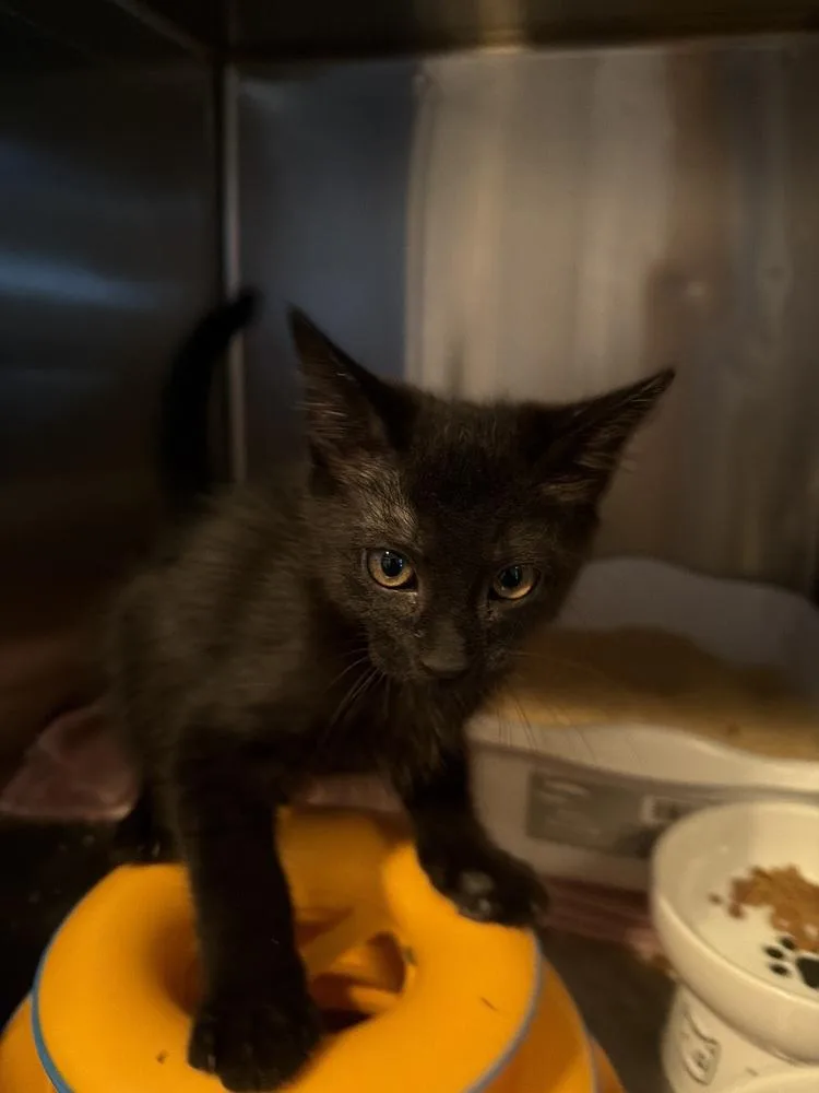 A baby small-sized female Black American Shorthair cat named Pixie for adoption in Deltona, FL