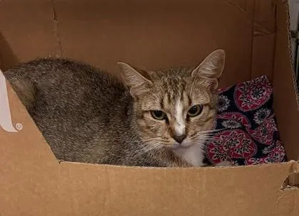 An adult medium-sized female Domestic Short Hair cat named Kiwi for adoption in Washington, DC