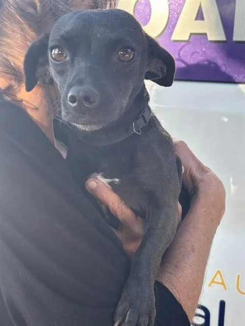 An adult small-sized female Chihuahua dog named Cinnamon for adoption in Modesto, CA