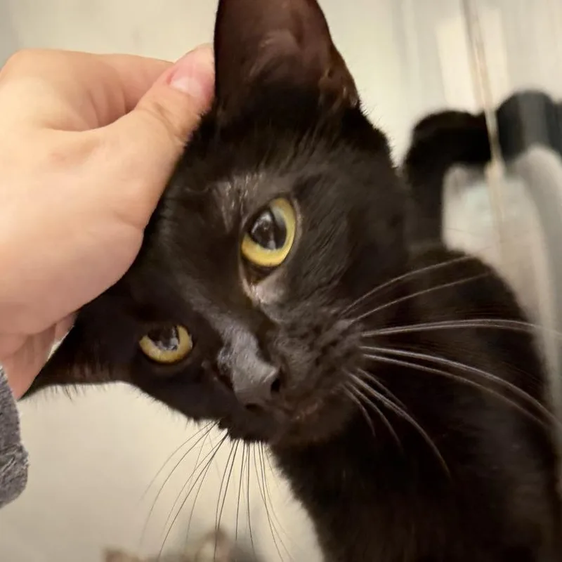 A young medium-sized female Black Domestic Short Hair cat named Panini for adoption in Gloucester, VA