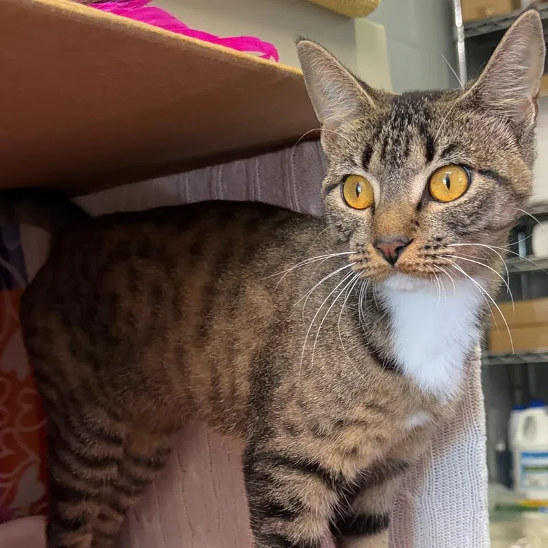 A young medium-sized female Brown / Chocolate Domestic Short Hair cat named Jazzy for adoption in Naples, FL