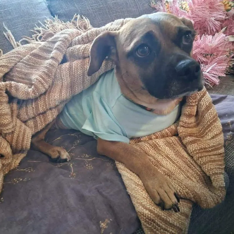 A young small-sized female Golden Pug dog named Sorrel for adoption in Williston, VT