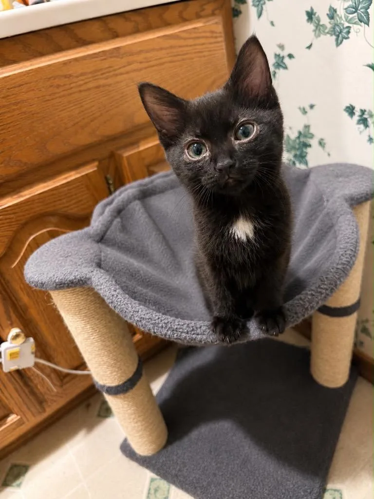 A baby small-sized female Domestic Medium Hair cat named Thistle for adoption in Fond Du Lac, WI