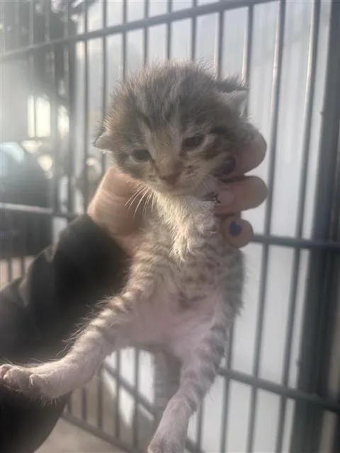 A baby small-sized female Domestic Short Hair cat named Suzie for adoption in Houston, TX