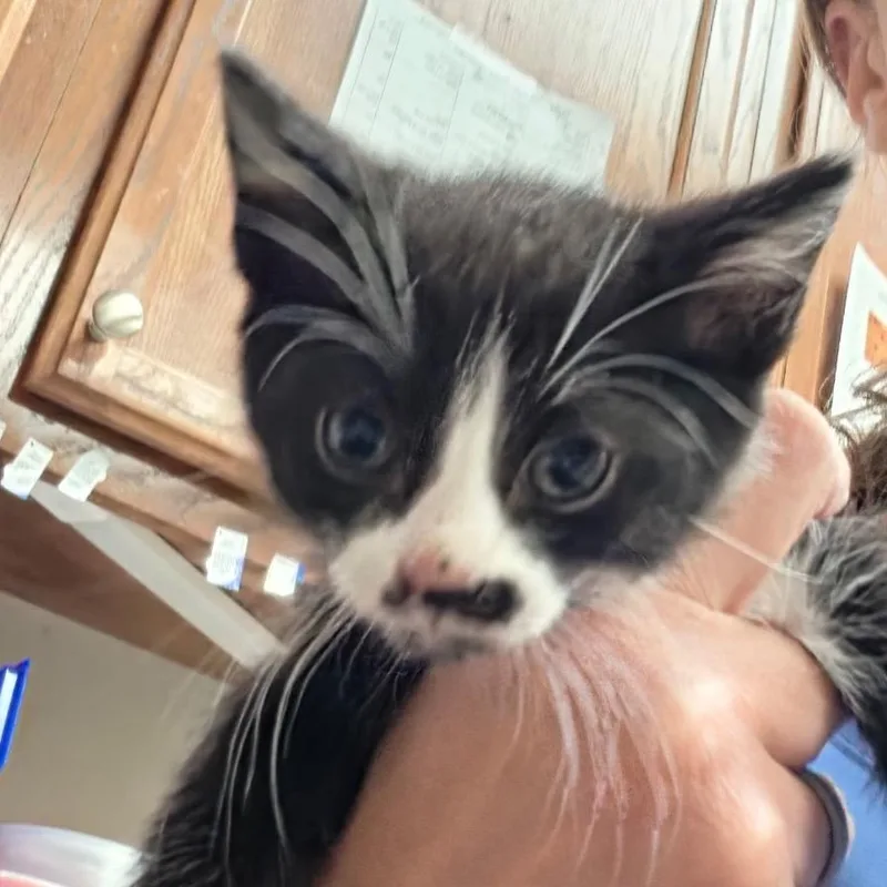 A baby small-sized female Black Domestic Short Hair cat named Circe U for adoption in Tupelo, MS