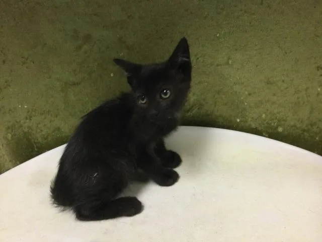 A baby small-sized female Domestic Short Hair cat named Luna for adoption in Riverside, CA