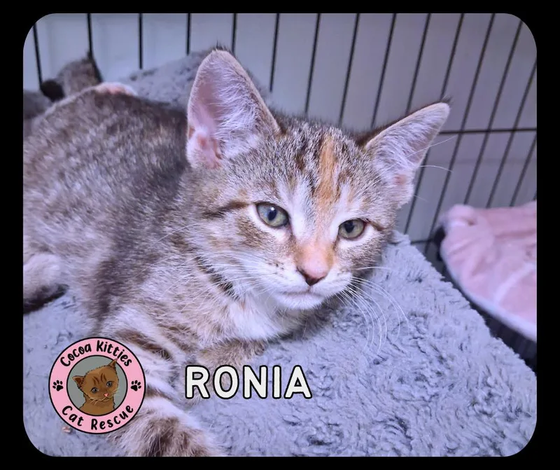 A baby small-sized female Domestic Short Hair cat named Ronia for adoption in Hershey, PA