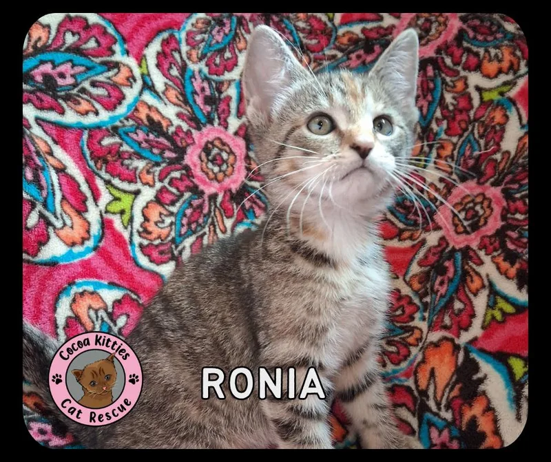 Ronia thumbnail 2