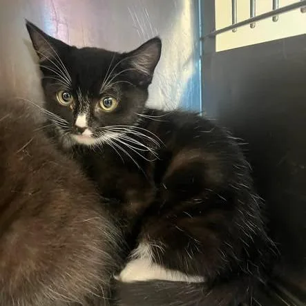 A baby small-sized female Black Domestic Short Hair cat named Zuma for adoption in Redwood City, CA