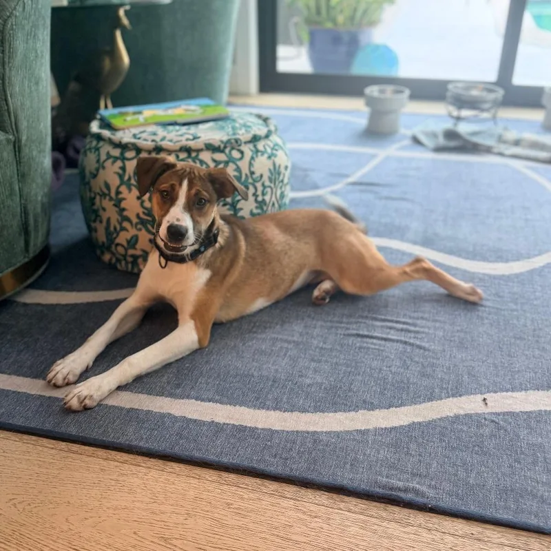 A young medium-sized female Brown / Chocolate Mixed Breed dog named Clover for adoption in Naples, FL