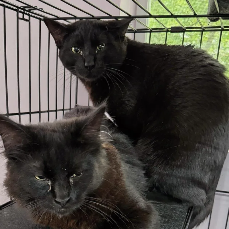 Field And Stream thumbnail 2