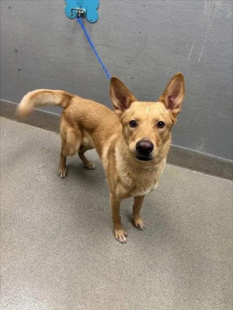A young large-sized male German Shepherd Dog dog named Pengu for adoption in Las Vegas, NV