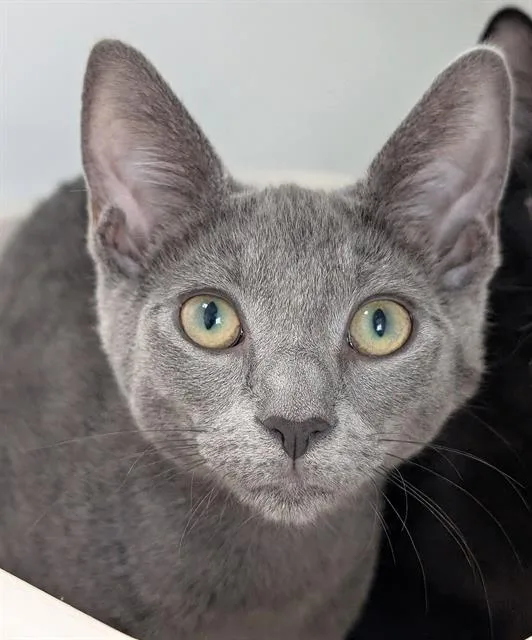 A baby small-sized female Domestic Short Hair cat named Roo for adoption in Canfield, OH
