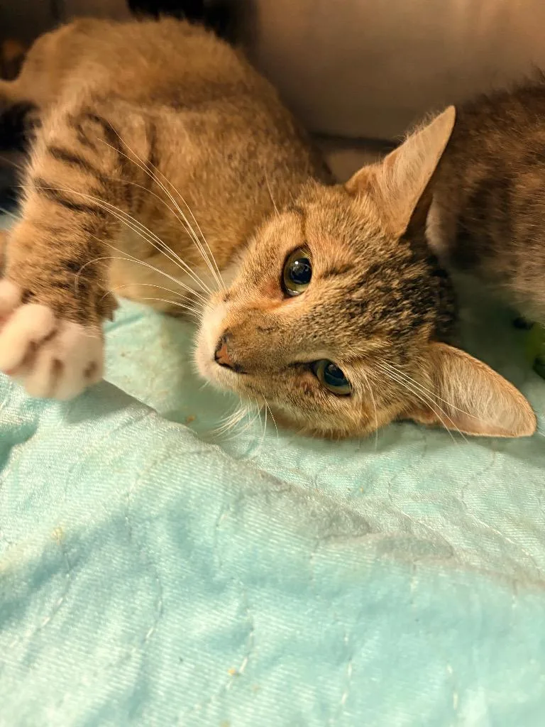 A young medium-sized female Domestic Short Hair cat named Momma Cat for adoption in Morgantown, KY