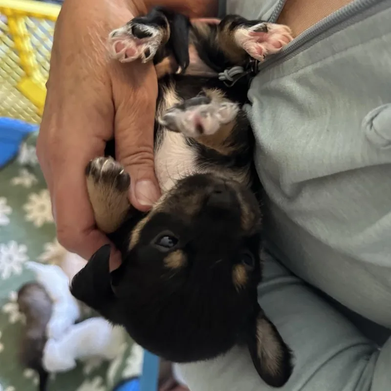 A baby small-sized female Black Miniature Poodle dog named Black Iris for adoption in Point Richmond, CA