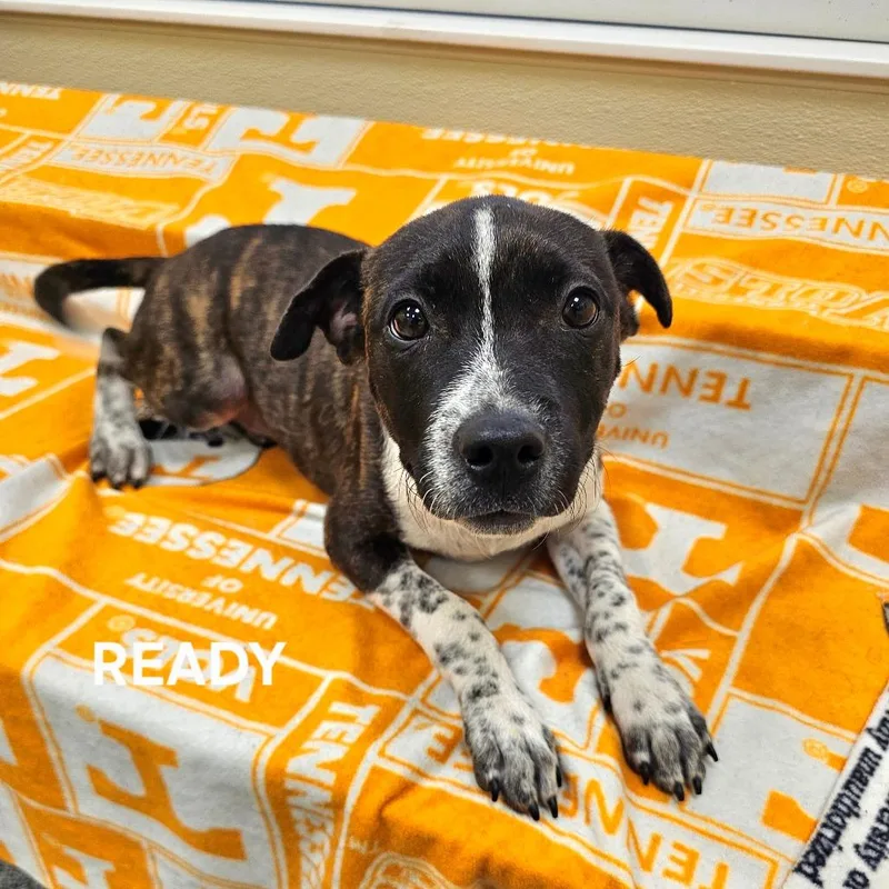 A baby small-sized male Brindle Mixed Breed dog named Ready for adoption in Madisonville, TN