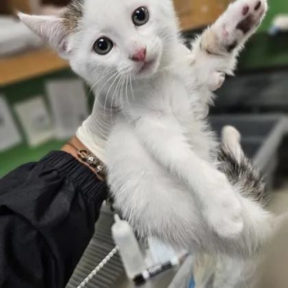 A young medium-sized male Domestic Short Hair cat named Neutral Good for adoption in Kansas City, MO