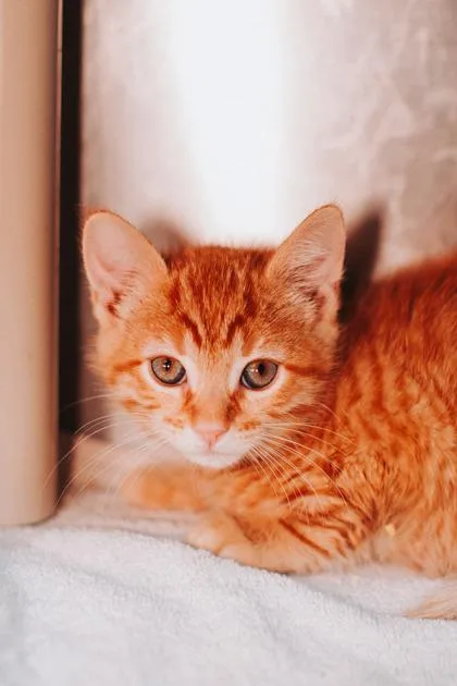 A young small-sized male Domestic Short Hair cat named a Pumpkin Bread for adoption in North Charleston, SC
