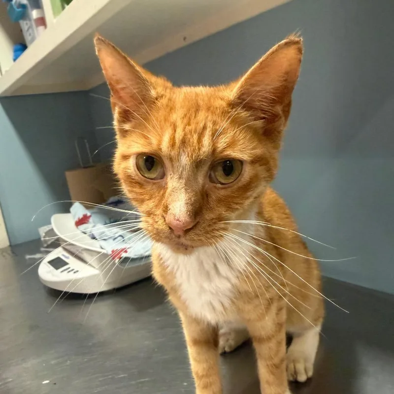 An adult medium-sized male Orange / Red Domestic Short Hair cat named Atlas for adoption in Chattanooga, TN