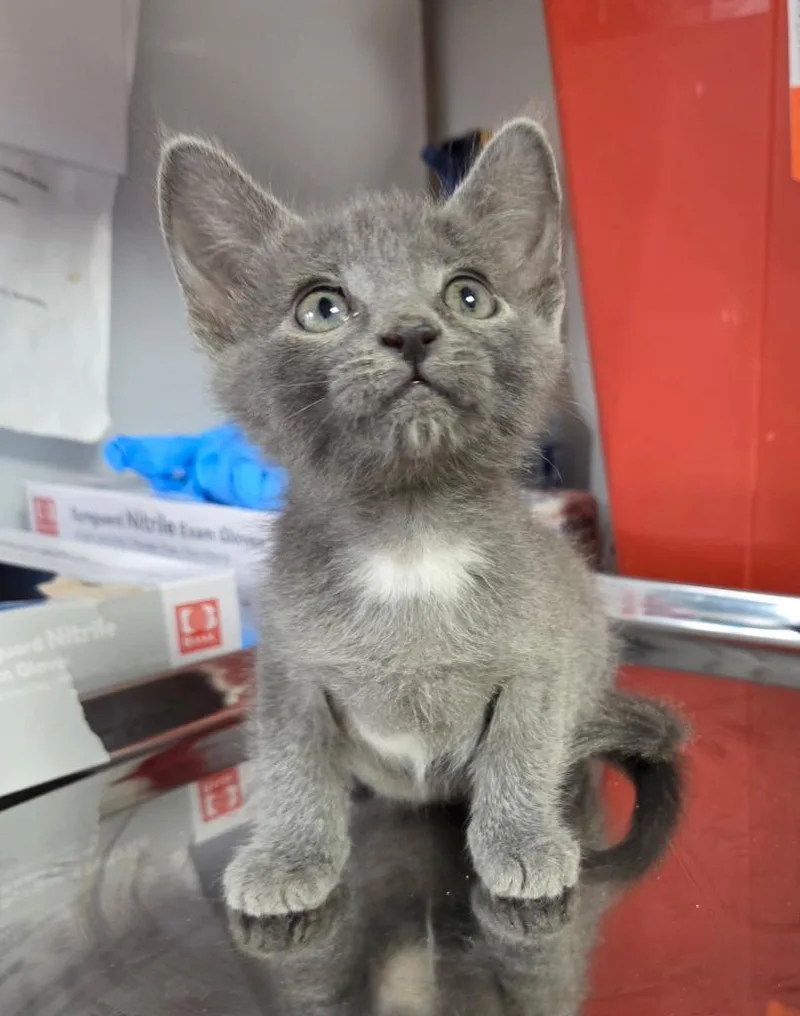 A baby medium-sized male Domestic Medium Hair cat named Maestro for adoption in Vacaville, CA