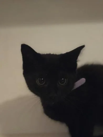 A baby small-sized female Black Domestic Short Hair cat named Galadriel for adoption in Liverpool, TX