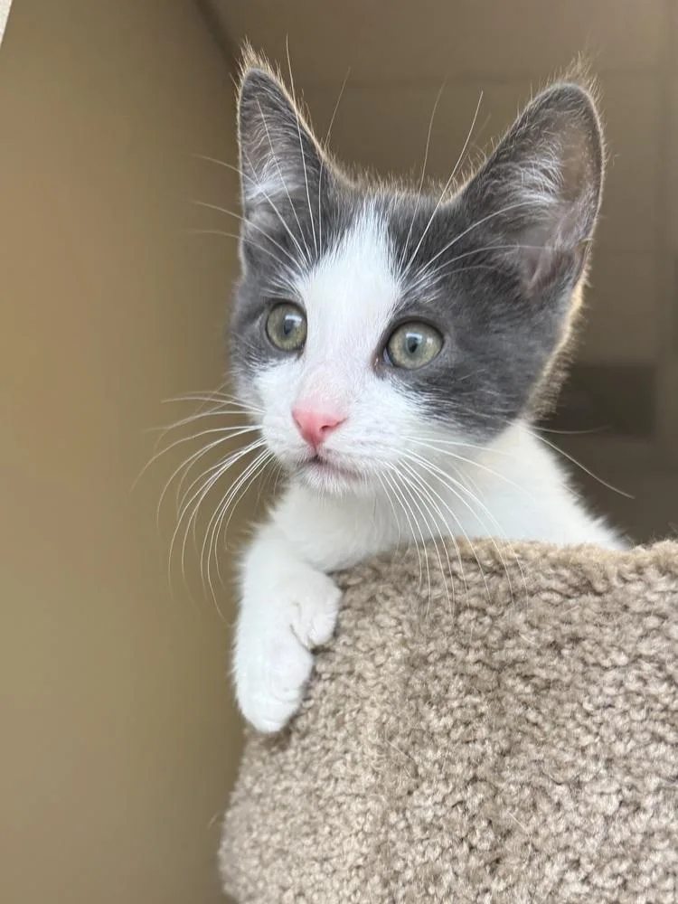 A baby medium-sized male Gray & White Domestic Short Hair cat named Bam Bam for adoption in Clinton Township, MI