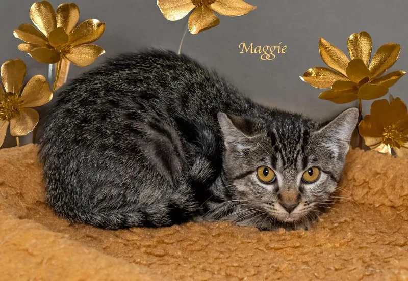 A baby small-sized female Domestic Short Hair cat named Maggie for adoption in Hot Springs Village, AR