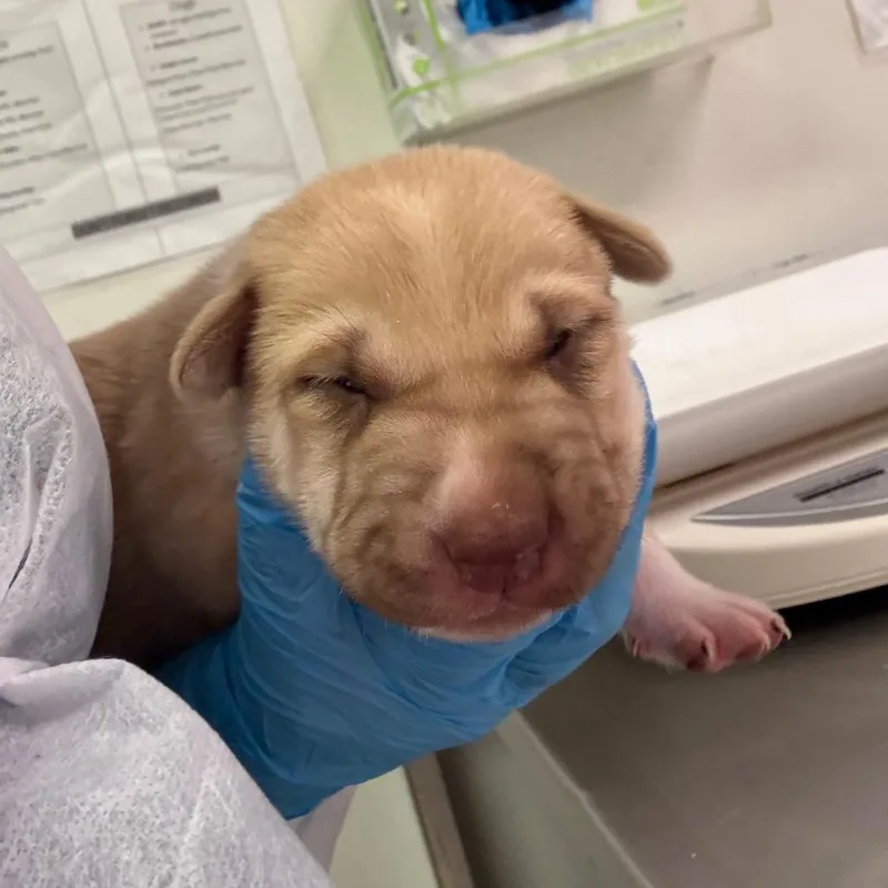 A baby small-sized male Brown / Chocolate Mixed Breed dog named Eric for adoption in Charleston, WV