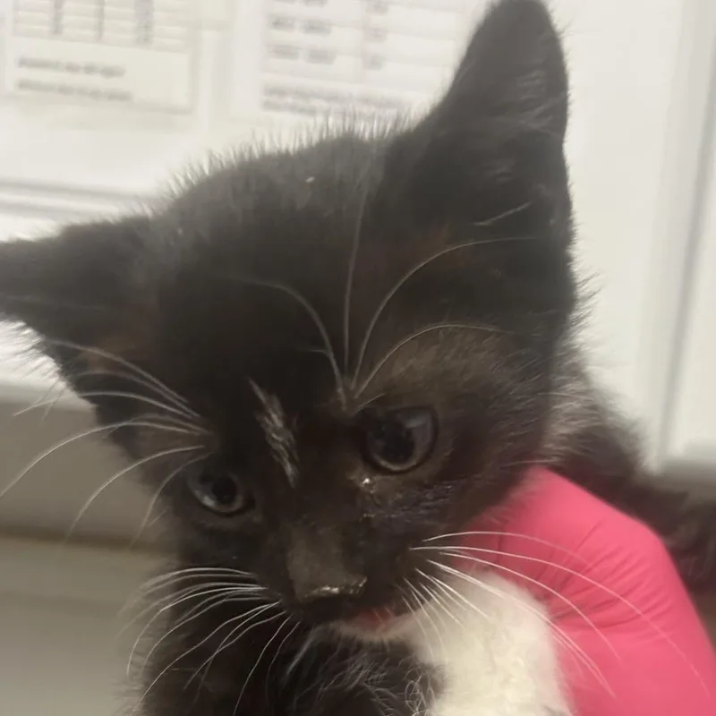 A baby small-sized female Black Domestic Short Hair cat named Burnese for adoption in Greenville, SC