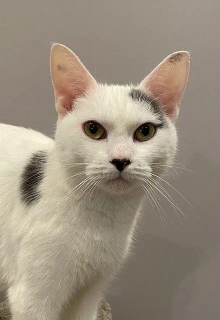 An adult medium-sized female Gray & White Domestic Short Hair cat named Noa for adoption in Little Falls, NJ
