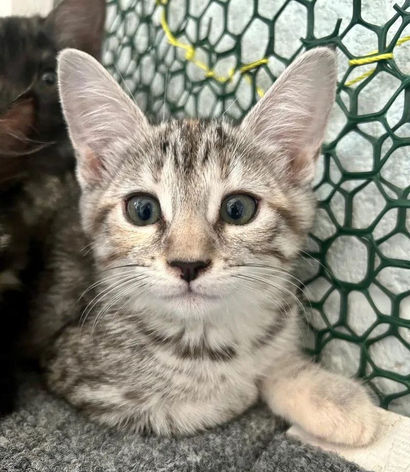 A baby small-sized female Domestic Short Hair cat named Brie for adoption in Cottonwood, AZ