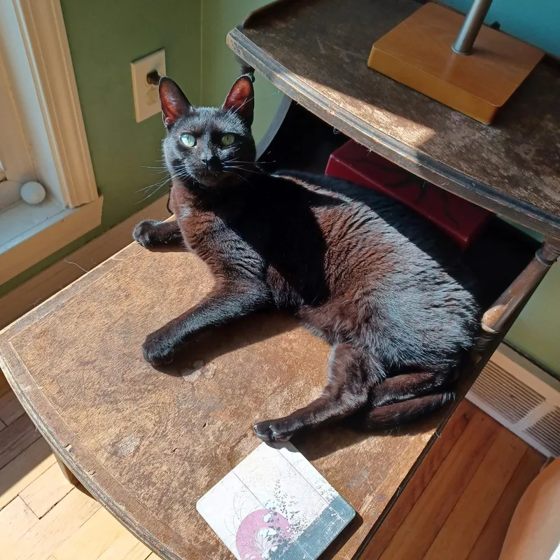 An adult small-sized female Black Domestic Short Hair cat named Alanis Moriscat for adoption in Mount Clemens, MI