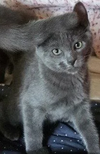 A young medium-sized male Domestic Short Hair cat named Sage for adoption in Phoenix, AZ