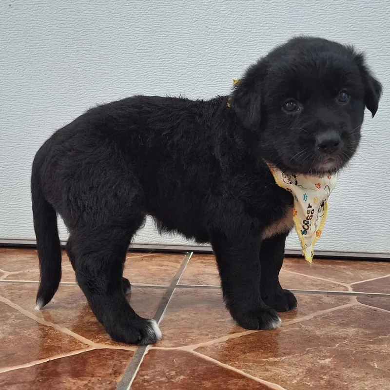 Princess Pocahontas "disney Litter" thumbnail 2