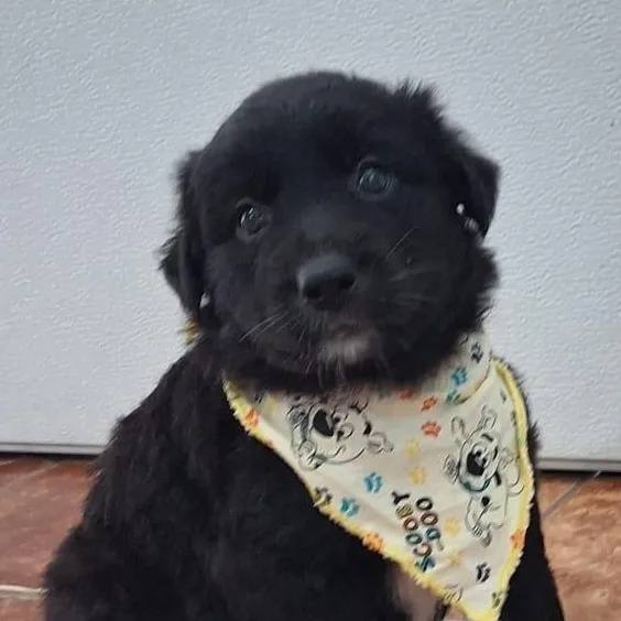 A baby medium-sized female White / Cream Labrador Retriever dog named Princess Pocahontas "disney Litter" for adoption in New York, NY