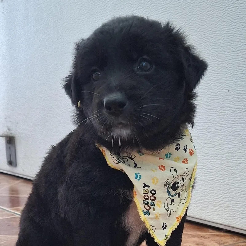 Princess Pocahontas "disney Litter" thumbnail 3