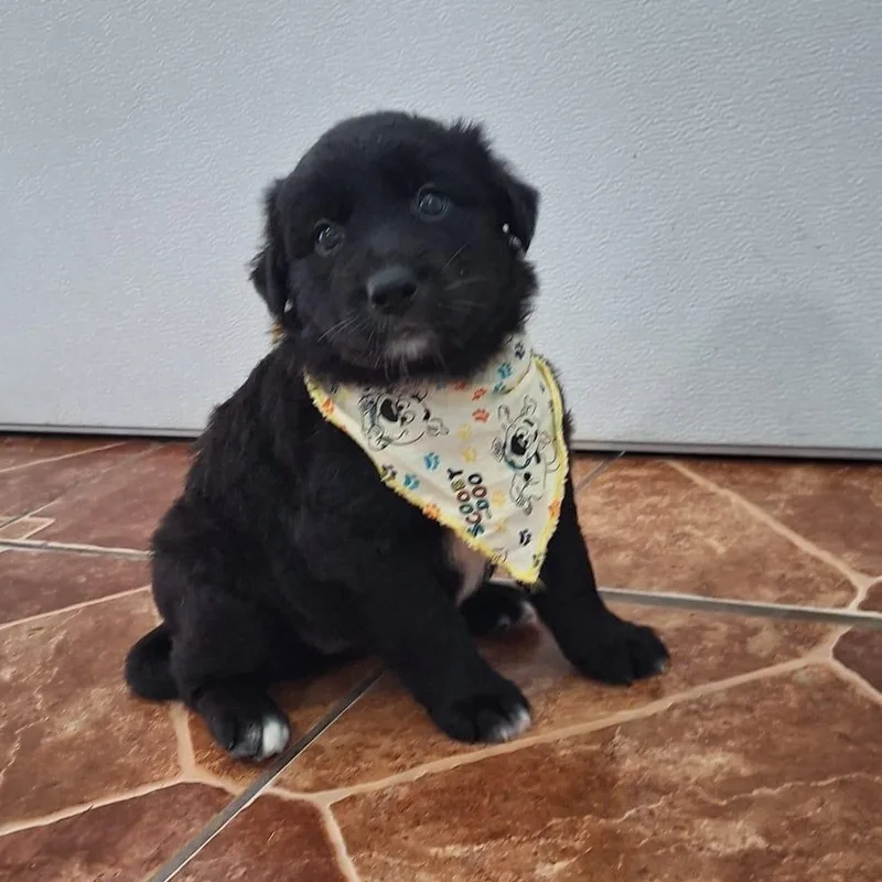 Princess Pocahontas "disney Litter" thumbnail 4