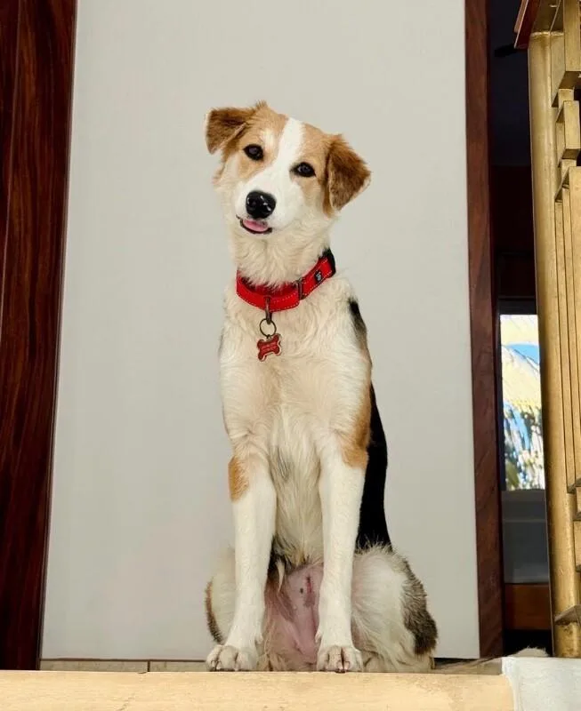 A young medium-sized female Tricolor (Brown, Black, & White) Husky dog named Hope for adoption in Boulder, CO