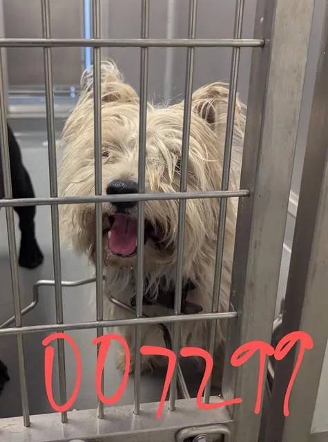 An adult small-sized male West Highland White Terrier / Westie dog named Benny for adoption in Ontario, CA