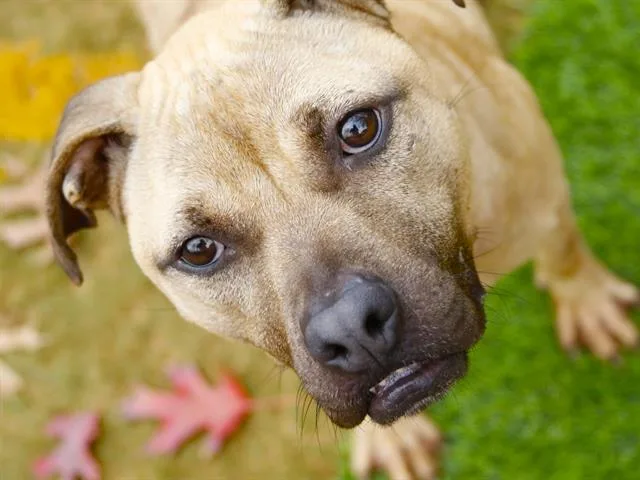 An adult medium-sized female Black Mouth Cur dog named Stick for adoption in Tallahassee, FL
