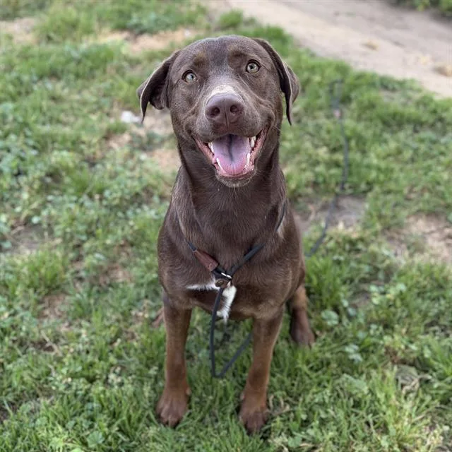 A young large-sized male Labrador Retriever dog named Hershey for adoption in Modesto, CA
