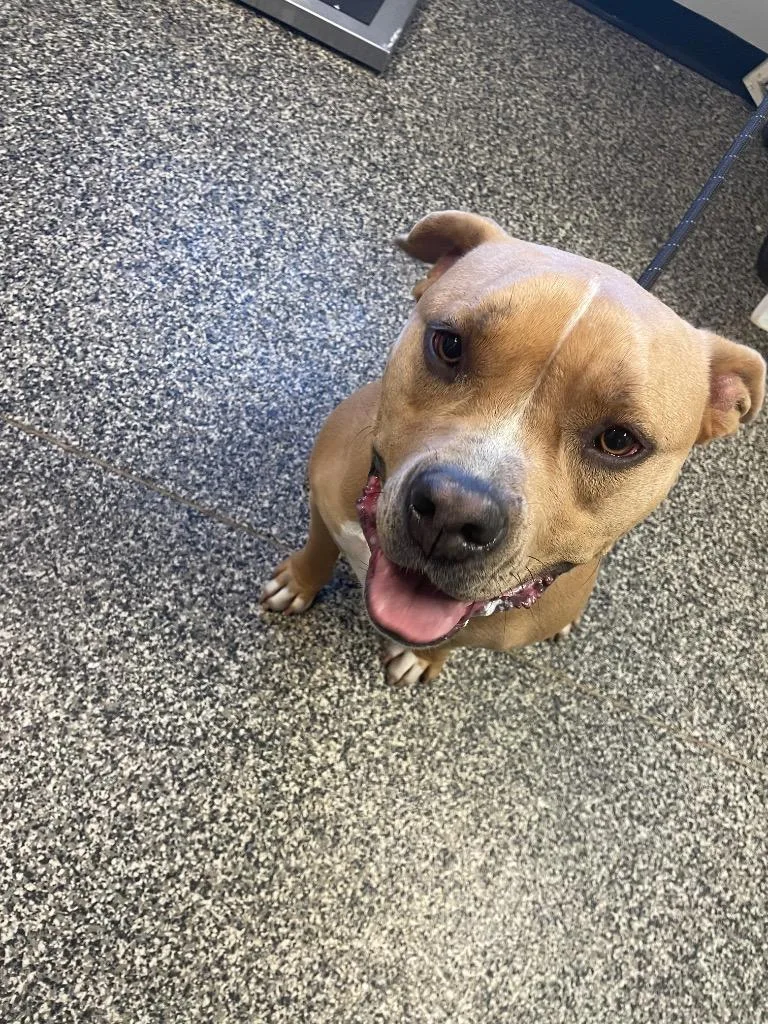 A young large-sized female Mixed Breed dog named Velma for adoption in Columbia, TN