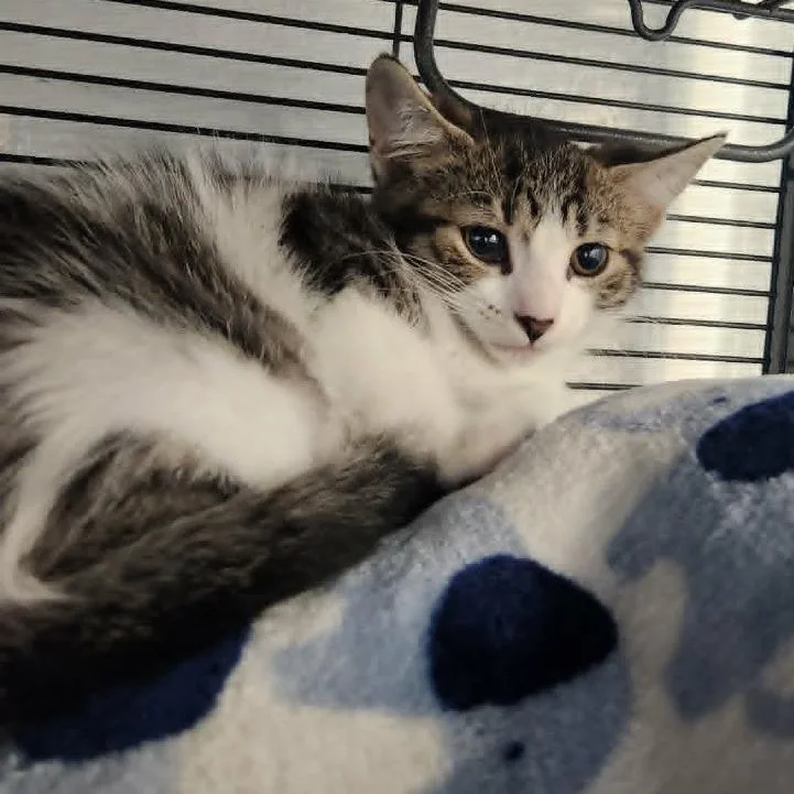 A baby small-sized female Brown / Chocolate Domestic Medium Hair cat named Dandelion for adoption in Hampton Bays, NY