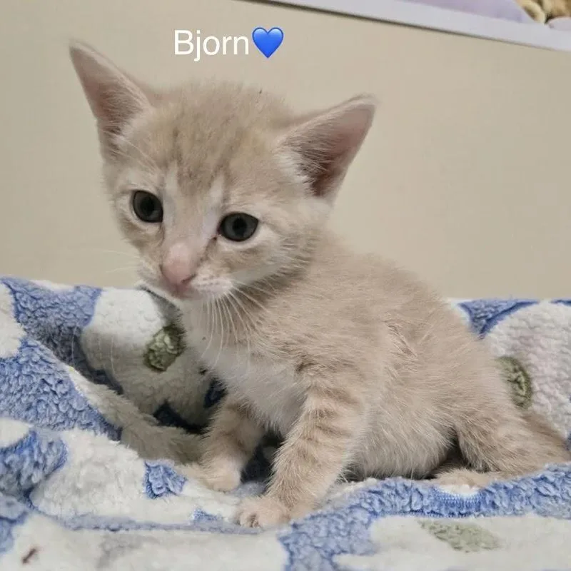 A baby small-sized male Buff / Tan / Fawn Domestic Short Hair cat named Bjorn for adoption in Peachtree City, GA