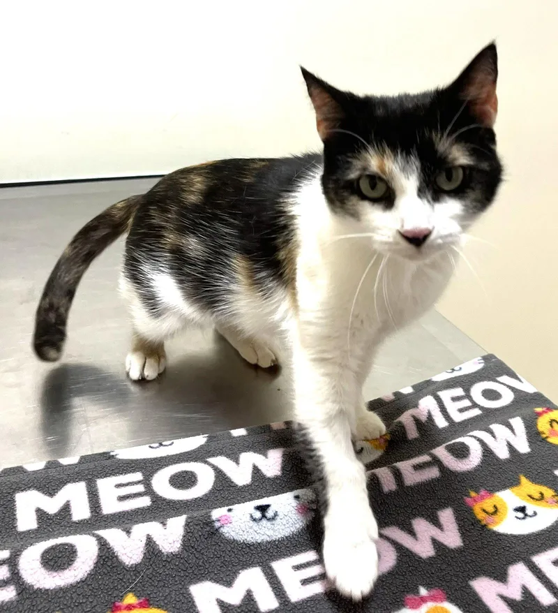 A young medium-sized female Domestic Short Hair cat named Dylan for adoption in Reston, VA