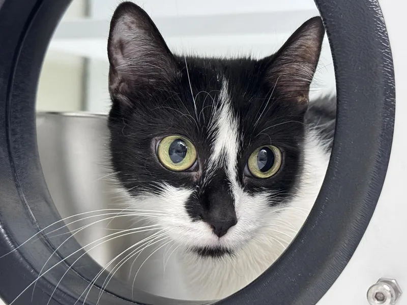 An adult medium-sized female Domestic Short Hair cat named Billie for adoption in Saint Paul, MN